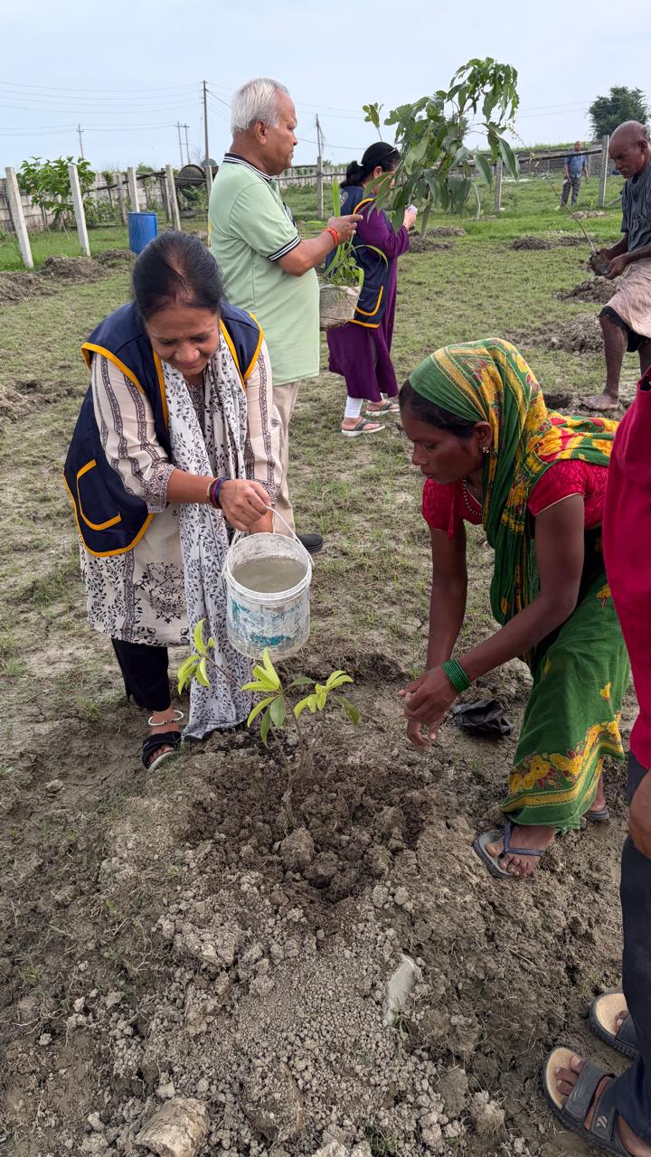 Tree Plantation- Phase 3