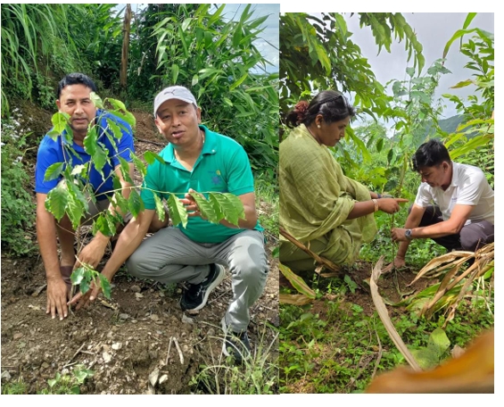 Rotary Tree Plantation Program