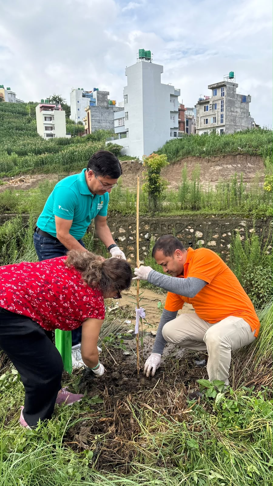 Tree Plantation
