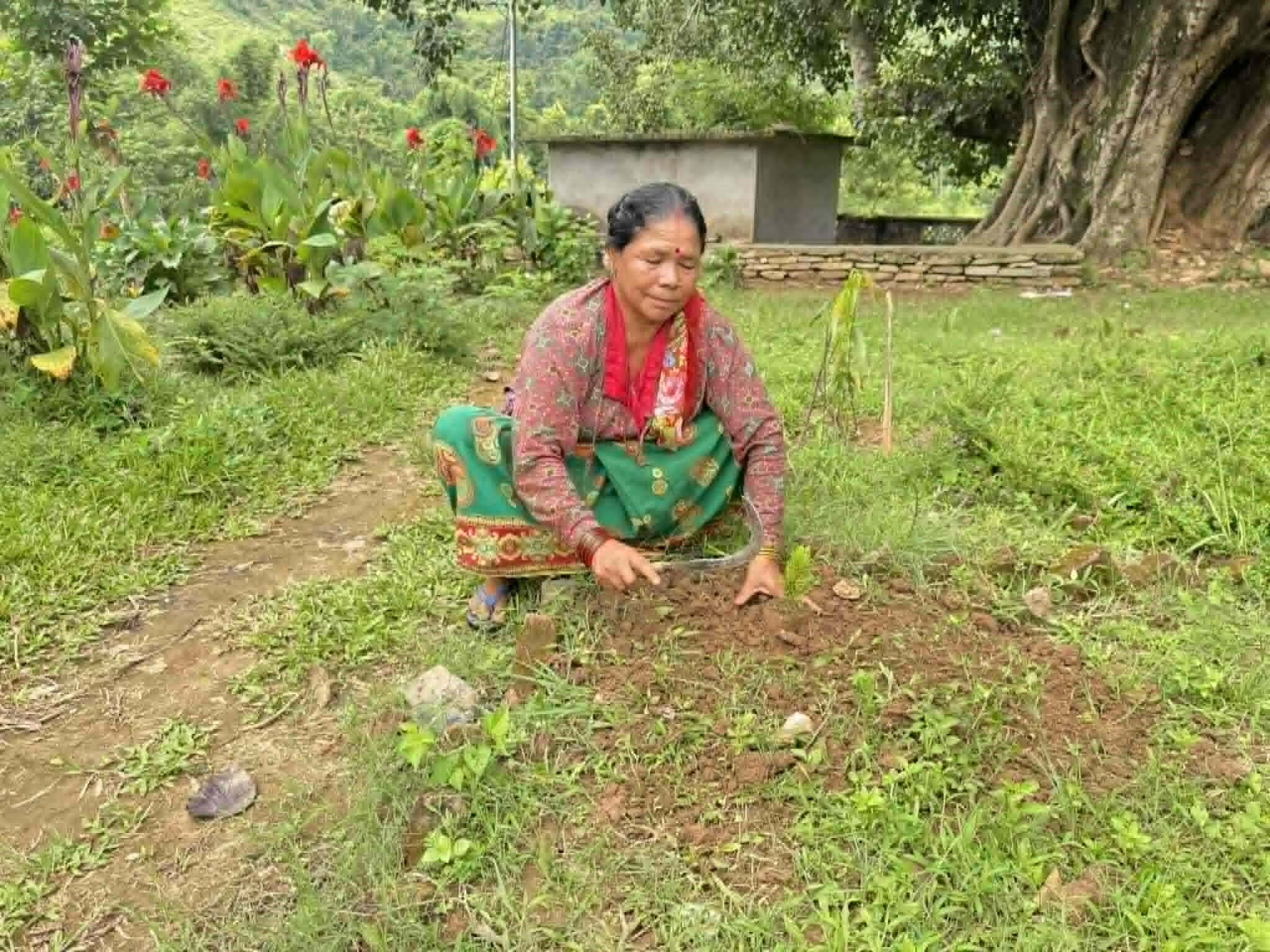 Tree Plantation
